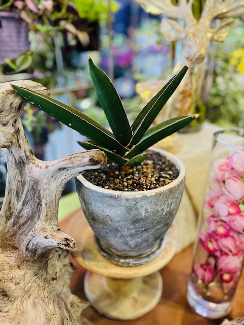 サンスベリア サムライドワーフ ファイバー鉢 お皿付き サンスベリア