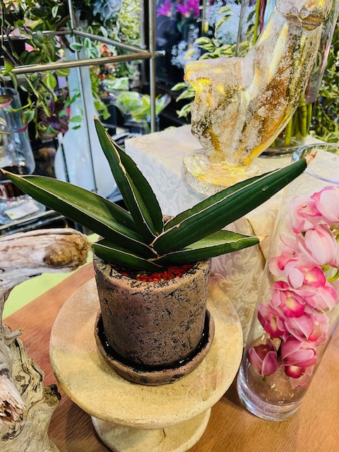 サンスベリア サムライドワーフ ファイバー鉢 お皿付き 観葉植物